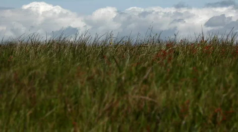 Blowing grass and clouds 스톡 동영상 324788