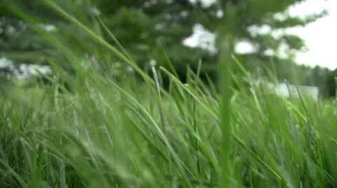 Blowing grass Stock Footage 8601515