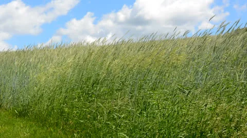 Blowing Grass Stock Footage 25541084
