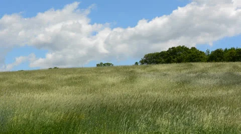 Blowing Grass in a large meadow Stock Footage 25540949