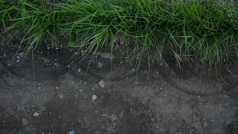 Blowing Grass Make Pattern on The Trail 库存影片 115034284