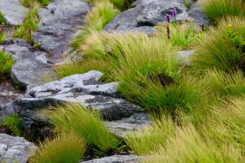 Blowing Grass Stock Photos