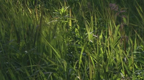 Blowing Grasses Slanting Sunlight 스톡 동영상 7903432
