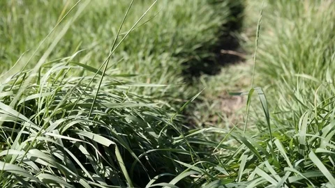 Blowing Green Grass Stock Footage 80441337