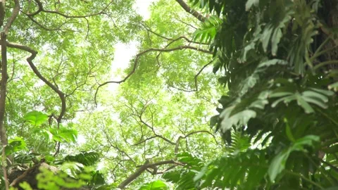 Blowing green monstera, Camera moving up to branches t of tall tree covered sky Stock Footage 198823164