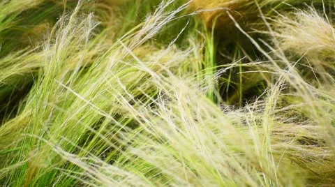 Blowing High Grass Stock Footage 51802891