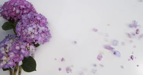 Blowing Hydrangea Petals on White Background Stock Footage 144080431