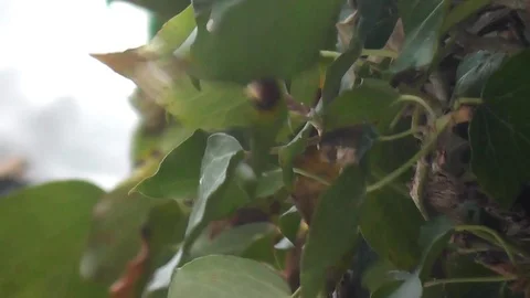 Blowing ivy with depth-of-field Stock Footage 92575227