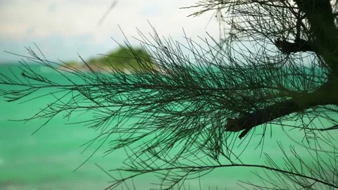 Blowing leaf of tree by wind in Foreground with a small island seascape Stock Footage 193985976