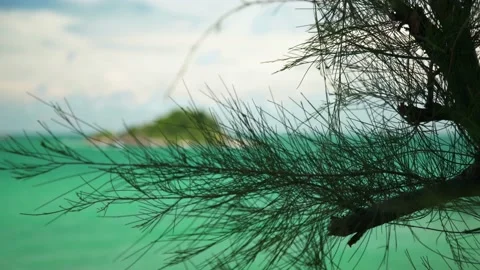 Blowing leaf of tree by wind in Foreground with a small island seascape Stock Footage 193985977