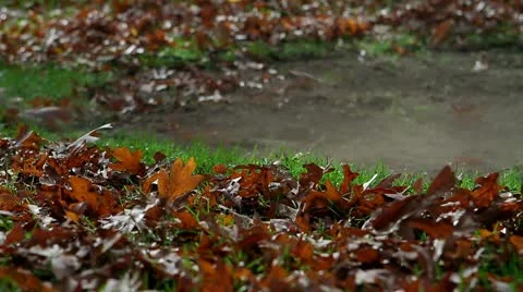 Blowing leaves away from the base of a tree Video stock 19295181
