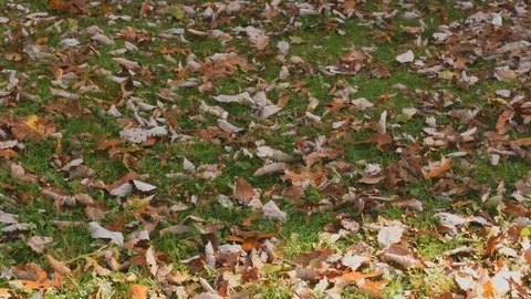 Blowing Leaves Close Up Stock Footage 119163969