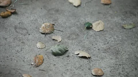 Blowing leaves on a windy day Stock Footage 10708784