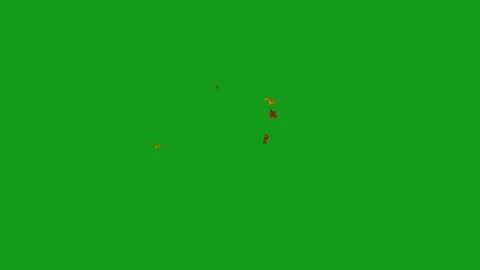 Blowing maple leaves motion graphics with green screen background Stock Footage 128949528