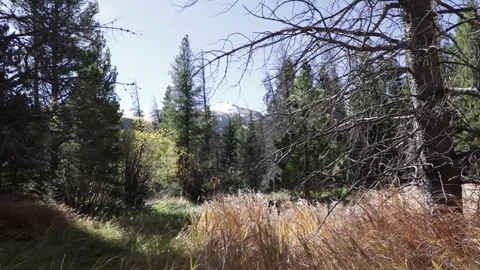 Blowing mountain grass Stock Footage 81412650