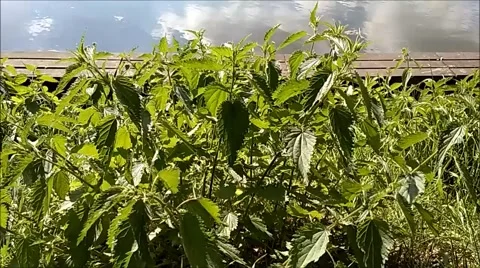 Blowing nettle plants.mp4 Stock Footage 64296975