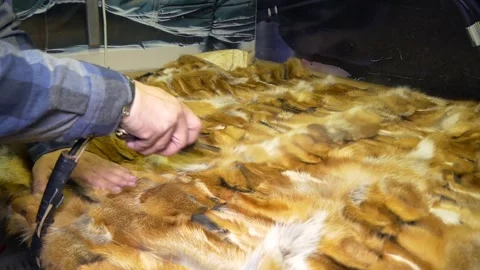 Blowing out the fur. 库存影片 335295109