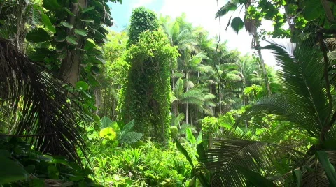 Blowing palms, rainforest Video stock 451035