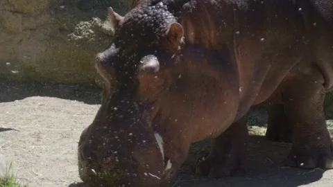 Blowing particles in front of hippo Stock Footage 109507324