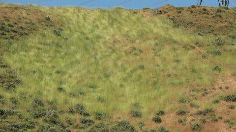 Blowing patch of grass Stock Footage 76587792