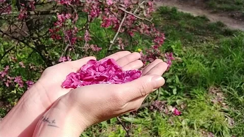Blowing Petals Of Flowers With Palms Stock Footage 155293166