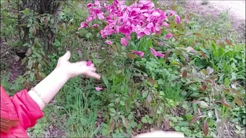 Blowing Petals Of Flowers With Palms Stock Footage 155293174