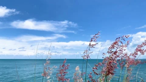 Blowing Pink natal grass in foreground with a view blue ocean and clear sky Stock Footage 193986015