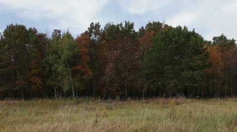 Blowing Prairie Grass with Fall Trees Stock Footage 12243349