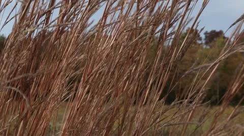 Blowing Prairie Grass with Fall Trees Stock Footage 12245734