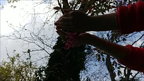 Blowing Red Flower Petals. Stock Footage 155293185