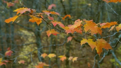 Blowing Red Sugar Maple leaves on tree in Copper Falls SP Wisconsin Video stock 232292861