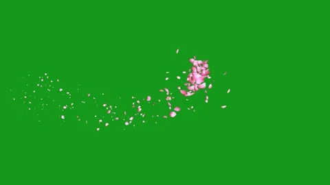 Blowing rose petals motion graphics with green screen background Stock Footage 132772696