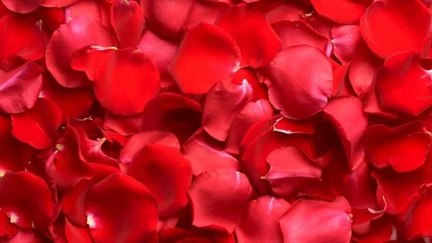 Blowing rose petals in slow motion on white background Stock-Footage 123361014