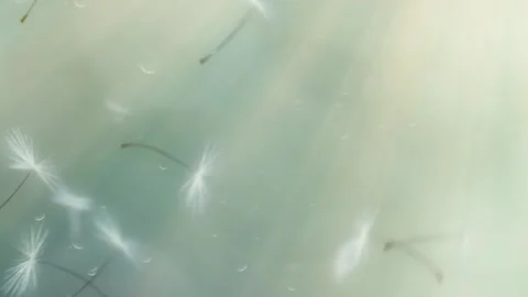 Blowing Rotating Seeds Motion Overlay Stock After Effects