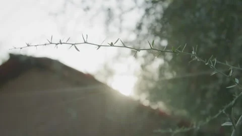 Blowing Small Tree Branches Sun shines on the Background Video stock 243686490