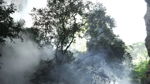 Blowing Smoke in Deep Forest Stock Footage 129305767