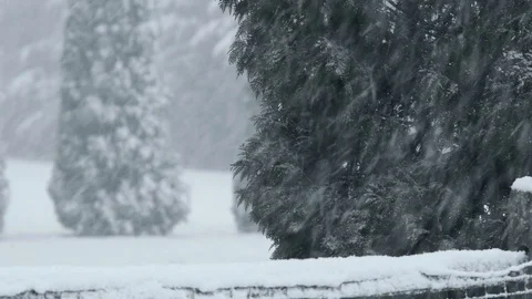Blowing snow with evergreen trees in the background Stock Footage 122548095