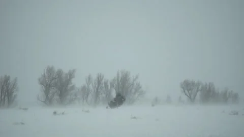 Blowing Snow with Trees in Distance Stock Footage 210976874