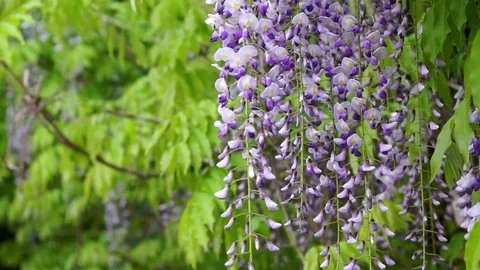 Blowing spring breeze through the hanging flowers of  Amethyst Wisteria Stock Footage 74692099