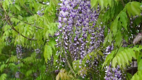Blowing spring breeze through the hanging flowers of  Amethyst Wisteria Stock Footage 74692125