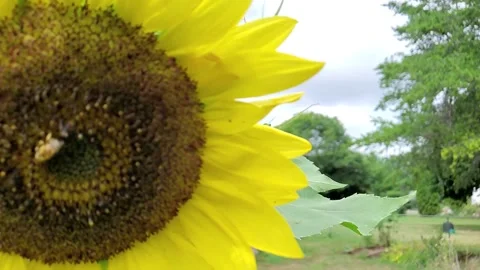 Blowing Sunflower &amp;amp; Bees Stock Footage 204049674