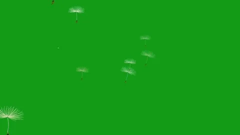 Blowing tiny white flowers motion graphics with green screen background Stock Footage 139909651