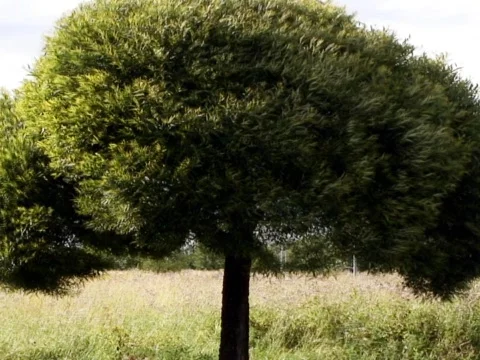 Blowing Tree Stock Footage 489880