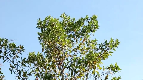 Blowing Tree Leaves Stock Footage 138537635