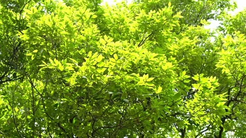 Blowing trees in the wind. The wind blows the trees. Stock Footage 310974219