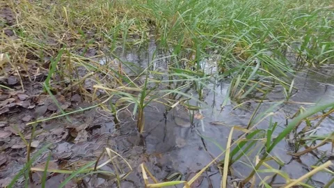 Blowing water grass. Stock Footage 70996007