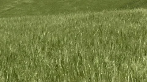 Blowing Wheat Video stock 11686026