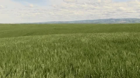 Blowing Wheat Mountains Video stock 11685653