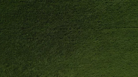 Blowing Wheatfield Vídeo Stock 332026840