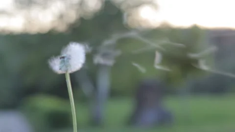 Blowing white dandelion flying in the wind against the backdrop of a sunset. Stock Footage 111293827